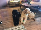 Small Photo #1 Goldendoodle Puppy For Sale in BYRAM, MS, USA