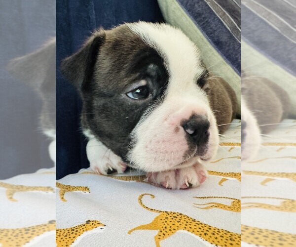 Medium Photo #3 Boston Terrier Puppy For Sale in CARMICHAEL, CA, USA