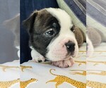 Small #2 Boston Terrier