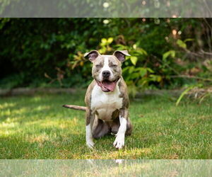 American Pit Bull Terrier Dogs for adoption in Alexandria, VA, USA