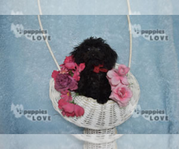 Medium Photo #9 Poodle (Toy) Puppy For Sale in SANGER, TX, USA