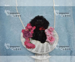 Small #8 Poodle (Toy)