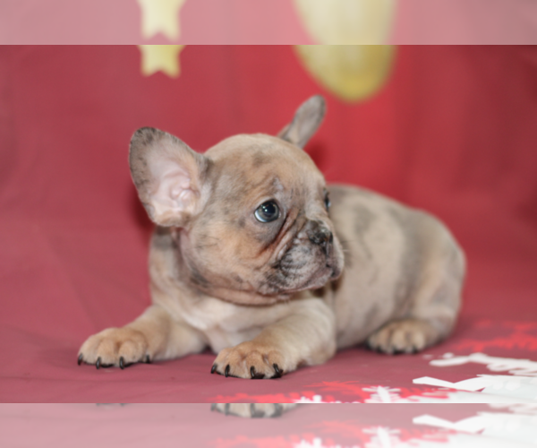 Medium Photo #3 French Bulldog Puppy For Sale in PLANO, TX, USA