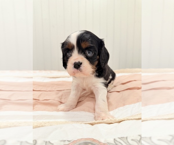 Medium Photo #1 Cavalier King Charles Spaniel Puppy For Sale in WAXAHACHIE, TX, USA