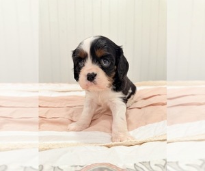 Medium Cavalier King Charles Spaniel