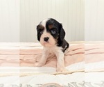 Puppy Indie Cavalier King Charles Spaniel