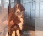 Small Photo #11 Aussiedoodle Puppy For Sale in BRIGHTON, CO, USA