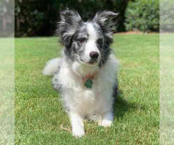 View Ad Border Collie Dog for Adoption near