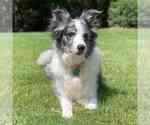 Small Photo #1 Border Collie Puppy For Sale in DULUTH, GA, USA