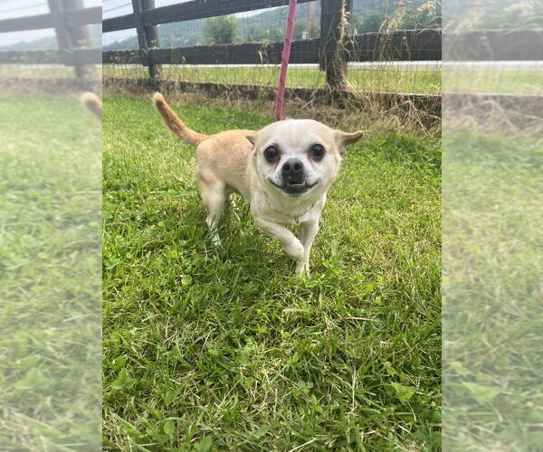 Medium Photo #1 Chihuahua Puppy For Sale in Benton, PA, USA