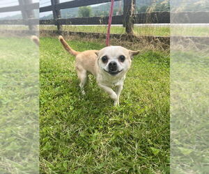 Chihuahua Dogs for adoption in Benton, PA, USA