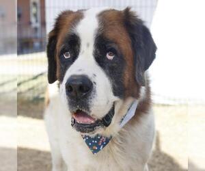 Saint Bernard Dogs for adoption in San Antonio, TX, USA