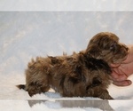 Small #4 ShihPoo