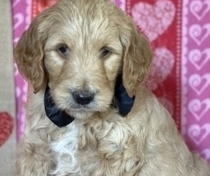 Goldendoodle Puppy for sale in LANCASTER, PA, USA