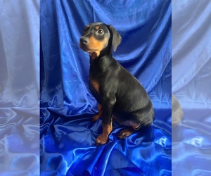 Doberman Pinscher Puppy for sale in YUCCA VALLEY, CA, USA