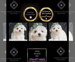 Maltese Puppy for sale in WARSAW, IN, USA