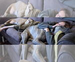 Small #4 Great Dane Mix