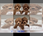 Small #4 Maltipoo (Miniature)