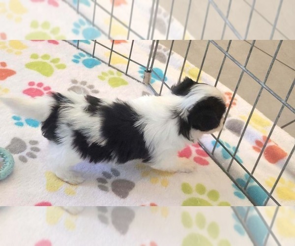 Medium Photo #3 Papitese Puppy For Sale in ORO VALLEY, AZ, USA