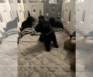 German Shepherd Dog Puppy for sale in GREENWOOD, IN, USA