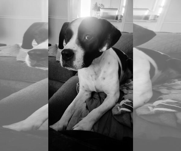 Medium Photo #1 American Staffordshire Terrier-Unknown Mix Puppy For Sale in Holly Springs, NC, USA