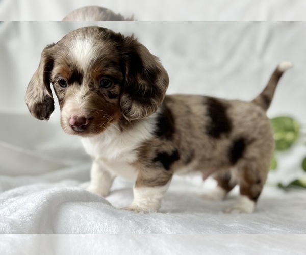 Medium Photo #10 Dachshund Puppy For Sale in ROCK STREAM, NY, USA
