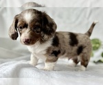 Small #9 Dachshund