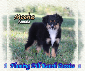 Miniature Australian Shepherd Puppy for sale in FORESTBURG, TX, USA