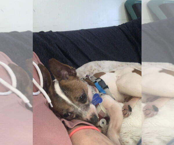 Medium Photo #2 Chihuahua Puppy For Sale in Mundelein, IL, USA