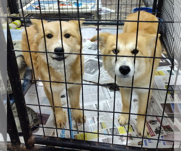 Medium Photo #2 Pomsky Puppy For Sale in Mukwonago, WI, USA