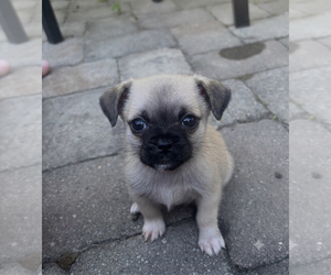 Miniature Spitz-Pug Mix Puppy for sale in THOMASVILLE, NC, USA