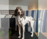 Small #2 Poodle (Standard) Mix