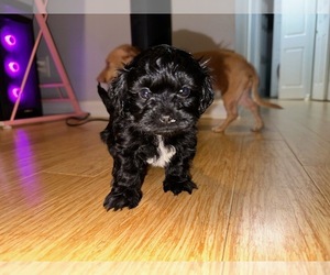 Maltipoo Puppy for sale in INDIANAPOLIS, IN, USA