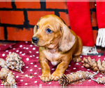 Small Photo #20 Dachshund Puppy For Sale in WAKARUSA, IN, USA