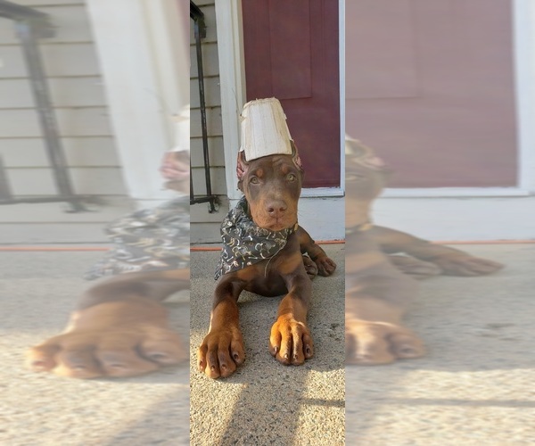 Medium Photo #1 Doberman Pinscher Puppy For Sale in WESTPORT, MA, USA