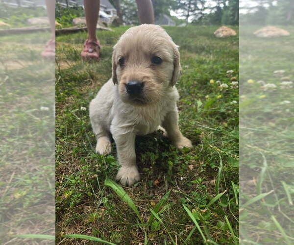 Medium Photo #1 Golden Retriever Puppy For Sale in LYNCHBURG, VA, USA