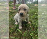 Small Golden Retriever