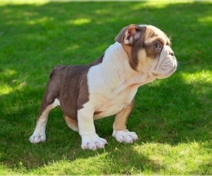 English Bulldog Puppy for sale in LITITZ, PA, USA