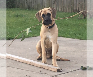 Boxer-Mastiff Mix Dogs for adoption in QUEEN CREEK, AZ, USA
