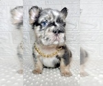 Small #5 French Bulldog