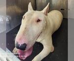 Small Bull Terrier Mix