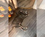 Small #1 American Pit Bull Terrier Mix