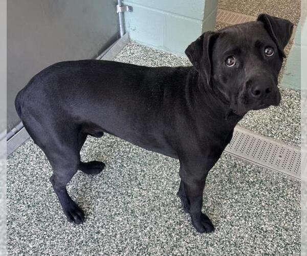 Medium Photo #1 Labrador Retriever-Unknown Mix Puppy For Sale in Salisbury, NC, USA