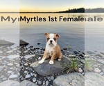 Image preview for Ad Listing. Nickname: Myrtles litter