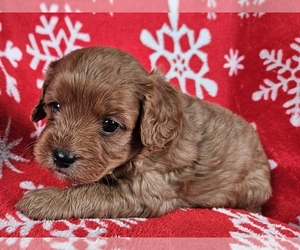 Cocker Spaniel Puppy for sale in PROVIDENCE, RI, USA