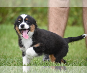 Miniature Australian Shepherd Puppy for sale in PALM COAST, FL, USA