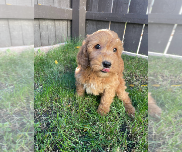 Medium Photo #3 Goldendoodle (Miniature) Puppy For Sale in MILWAUKEE, WI, USA