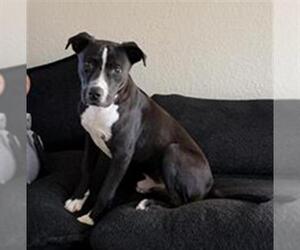 Labrador Retriever-Unknown Mix Dogs for adoption in San Antonio, TX, USA