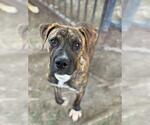 Small #1 American Pit Bull Terrier-Labrador Retriever Mix