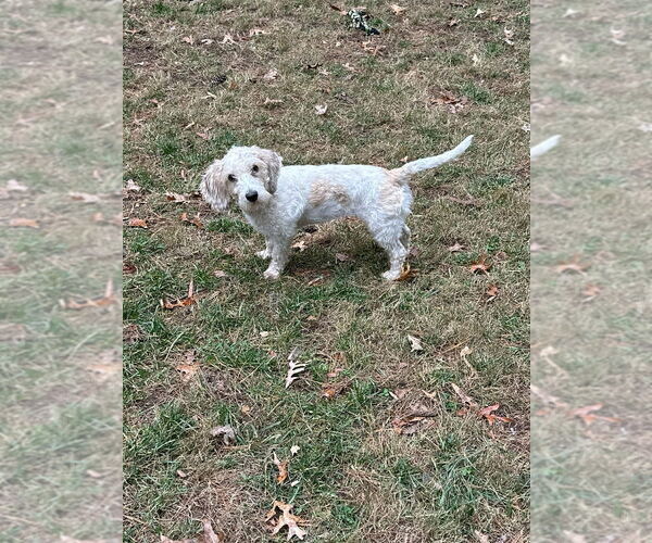 Medium Photo #2 Petit Basset Griffon Vendeen Puppy For Sale in Candler, NC, USA